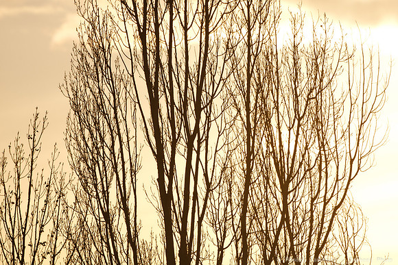 Near Home