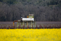 Alexander Valley