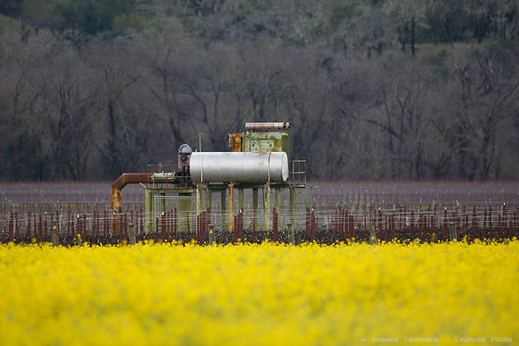 Alexander Valley