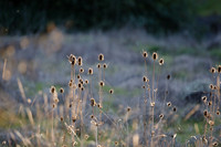 1D3_6801