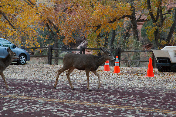 Zion NP, UT