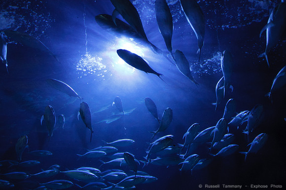 Valencia - Oceanografic