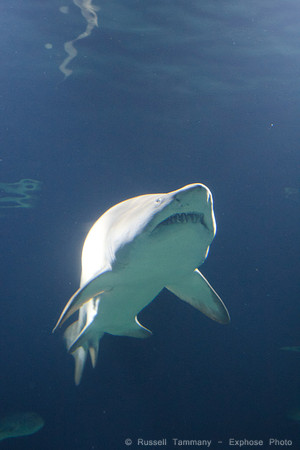 Valencia - Oceanografic