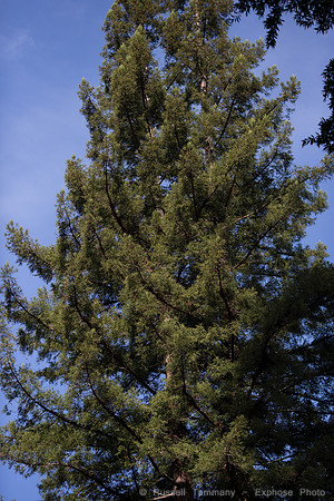 1DX_3648