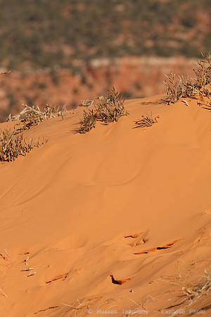 Coral Pink Sand Dunes State Park, UT