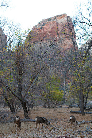 Zion NP, UT