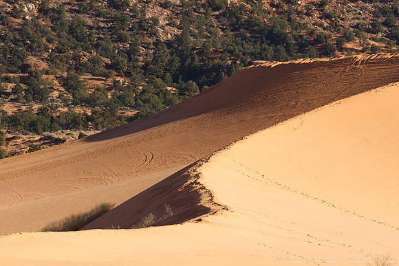Coral Pink Sand Dunes State Park, UT