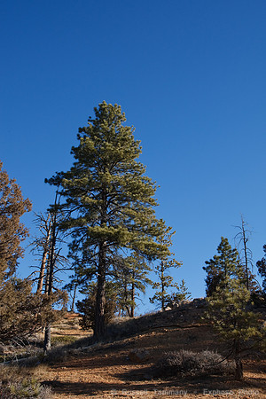 Bryce Canyon NP