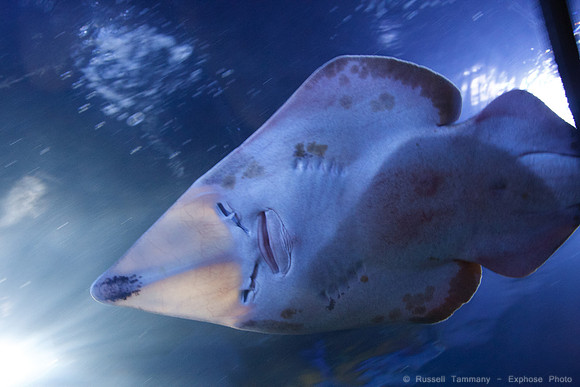 Valencia - Oceanografic