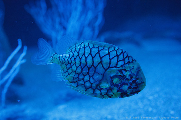 Valencia - Oceanografic