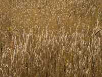 DSCF0985