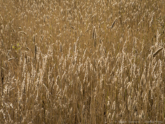 DSCF0985