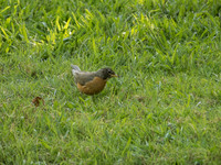 DSCF1118