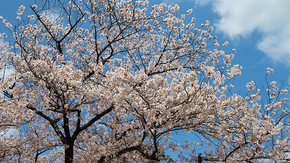 1DX_5950