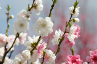 1DX_5788