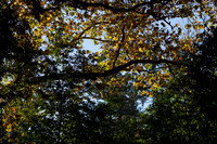 1DX_3494