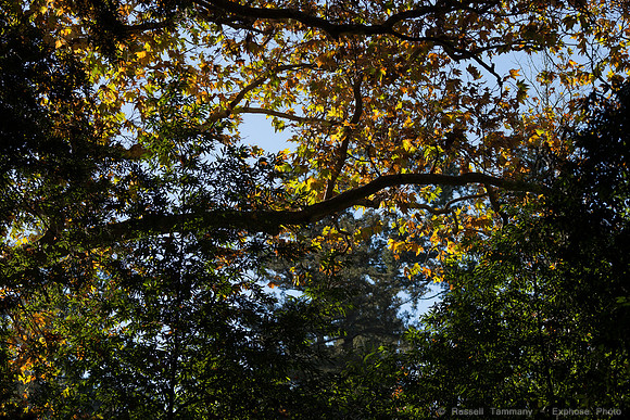 1DX_3494