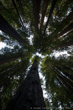 1DX_3594