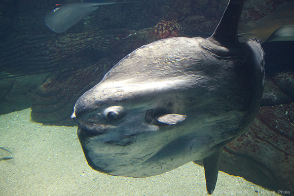 Valencia - Oceanografic