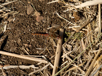 DSCF1109