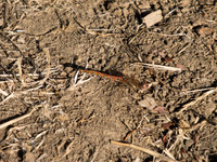 DSCF0976