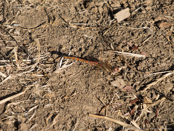 DSCF0976