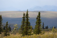 Denali NP