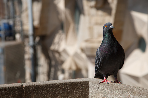 Barcelona - Sagarda Familia