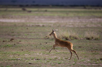 Day 6 - Amboseli National Park