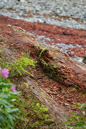 Sitka Totem Park