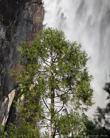 Yosemite NP