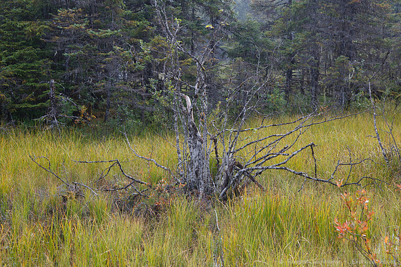 Mendenhall Lake Campground