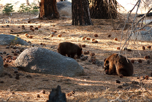 Yosemite NP Bears