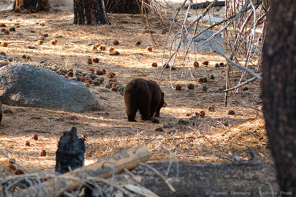 Yosemite NP Bears