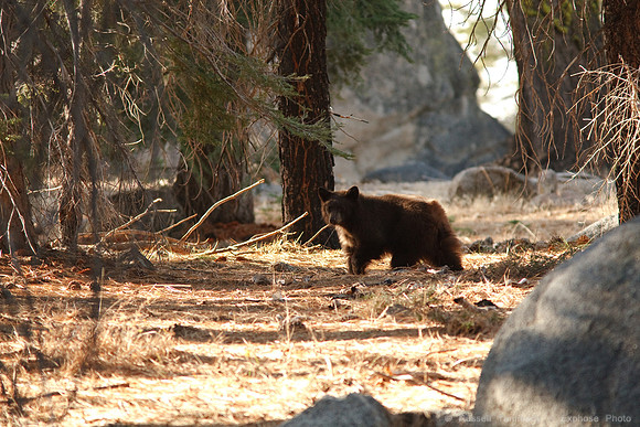 Yosemite NP Bears