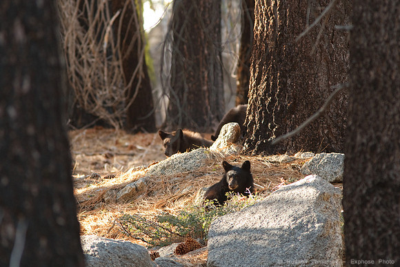 Yosemite NP Bears