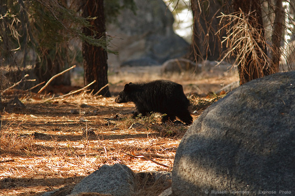 Yosemite NP Bears