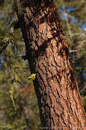 Yosemite NP