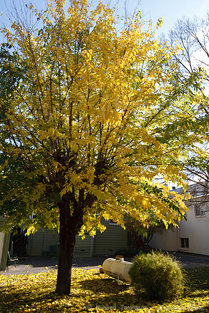 Groveland, CA