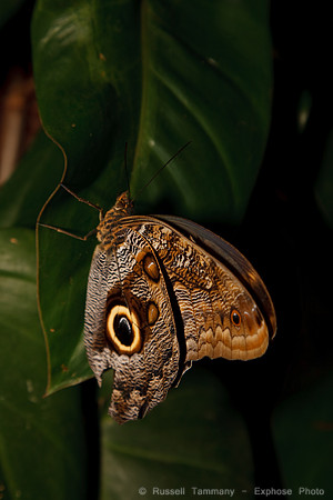 National Museum of Natural History
