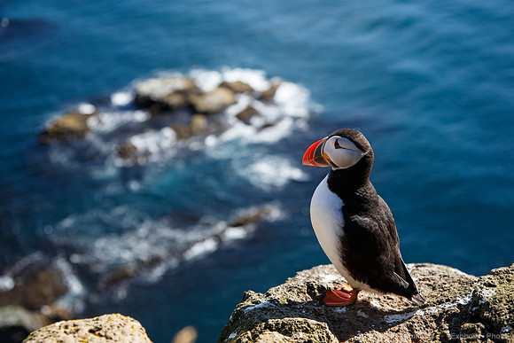 Puffins and more at Látrabjarg Cliffs