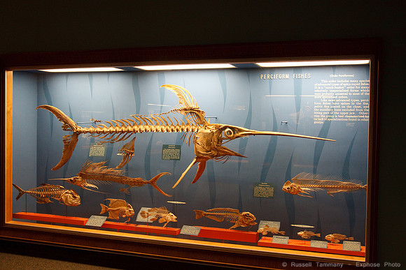 National Museum of Natural History