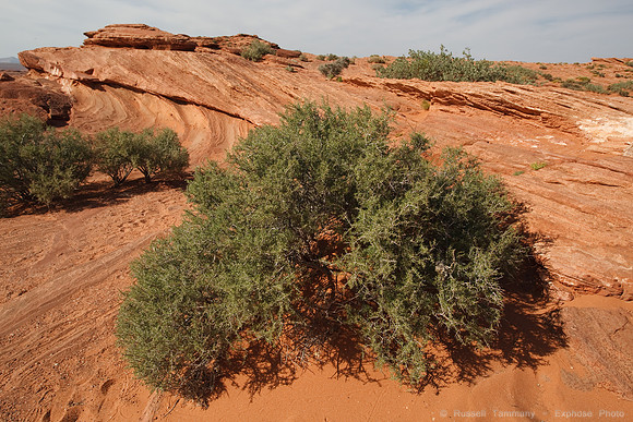 Horseshoe Bend near Page AZ