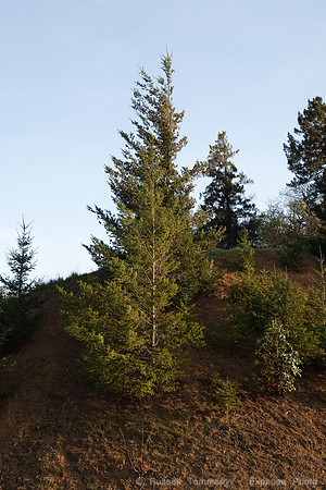 1D3_3854