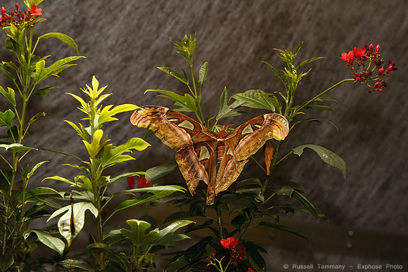 National Museum of Natural History