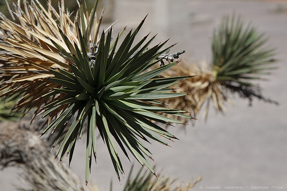 Scotty's Castle - Death Valley NP
