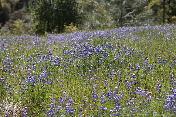 Bartlett Springs Rd/ Indian Valley Reservoir