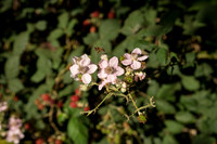 DSC06220