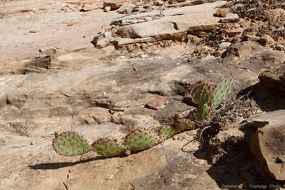 Capitol Reef NP