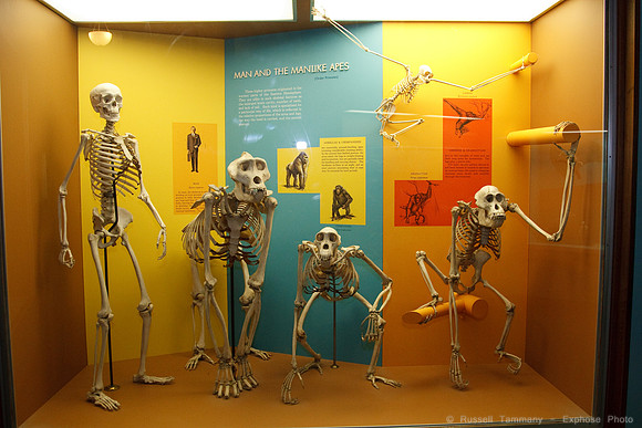 National Museum of Natural History